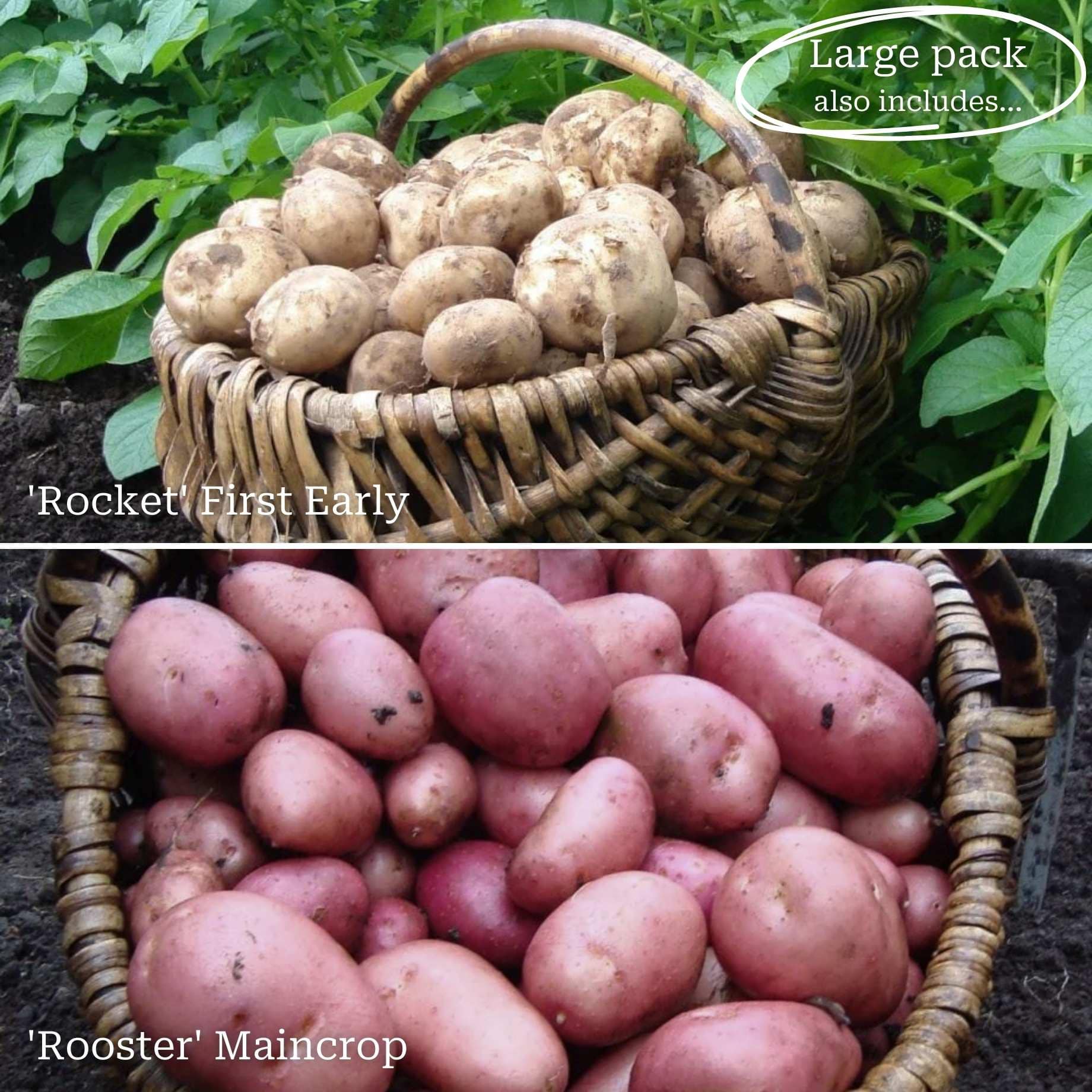 Full Season Seed Potato Pack Growers' Choice Roots Plants