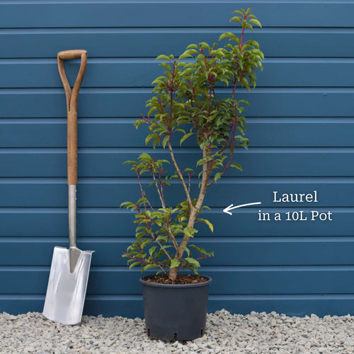Portuguese Laurel Tree | Prunus lusitanica Ornamental Trees