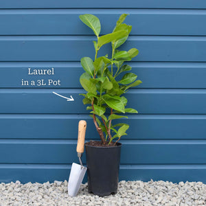 Prunus lusitanica 'Angustifolia' Shrubs