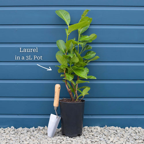 Prunus lusitanica 'Angustifolia' Shrubs