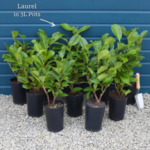 Cherry Laurel Hedging | Prunus laurocerasus 'Rotundifolia' Shrubs