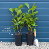 Cherry Laurel Hedging | Prunus laurocerasus 'Rotundifolia' Shrubs