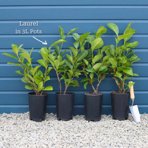 Cherry Laurel Hedging | Prunus laurocerasus 'Rotundifolia' Shrubs