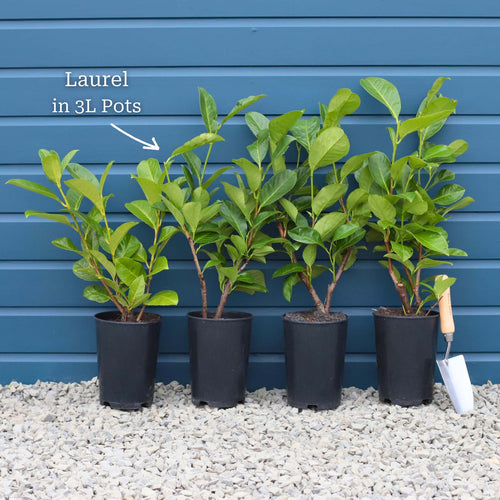 Cherry Laurel Hedging | Prunus laurocerasus 'Rotundifolia' Shrubs