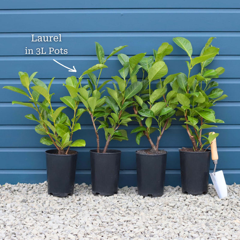 Cherry Laurel Hedging | Prunus laurocerasus 'Rotundifolia' Shrubs