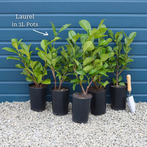 Cherry Laurel Hedging | Prunus laurocerasus 'Rotundifolia' Shrubs