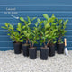 Cherry Laurel Hedging | Prunus laurocerasus 'Rotundifolia' Shrubs