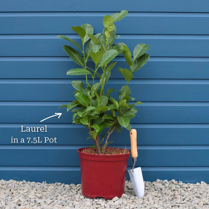 Cherry Laurel Hedging | Prunus laurocerasus 'Rotundifolia' Shrubs