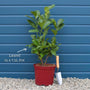 Cherry Laurel Hedging | Prunus laurocerasus 'Rotundifolia' Shrubs