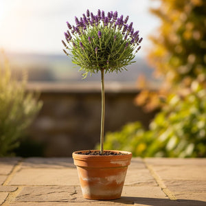 Patio Lavender Tree | Lavandula angustifolia 'Munstead' Perennial Bedding