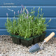 Lavender 'Hidcote Improved' Perennial Bedding