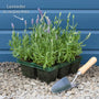 Lavender 'Hidcote Improved' Perennial Bedding