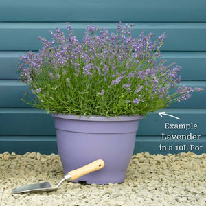 English Lavender 'Hidcote' | Lavandula angustifolia Perennial Bedding