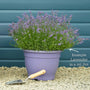 English Lavender 'Hidcote' | Lavandula angustifolia Perennial Bedding