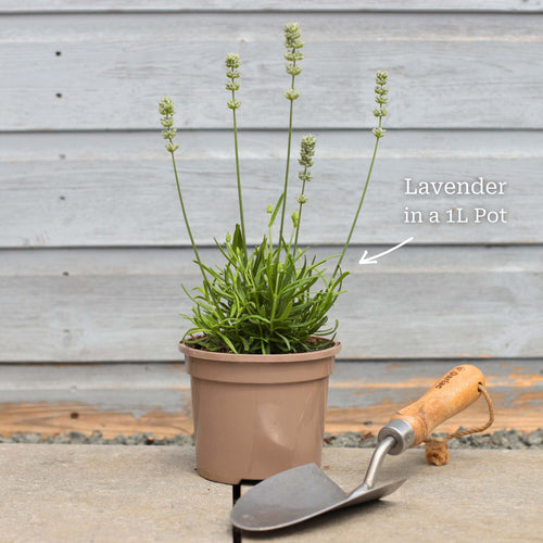 Lavender 'Hidcote Improved' Perennial Bedding