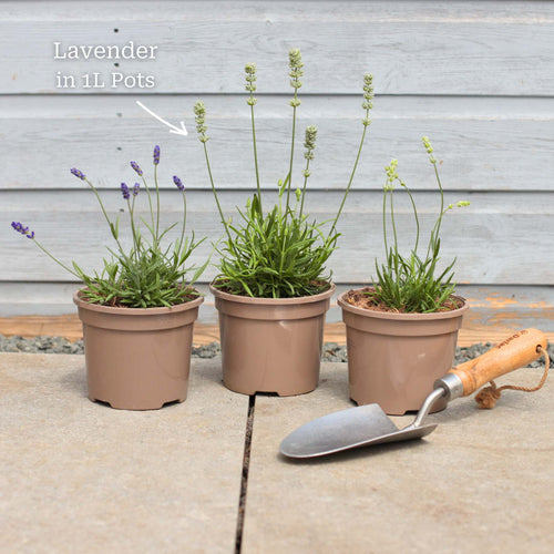 Lavender 'BeeZee Pink' Perennial Bedding