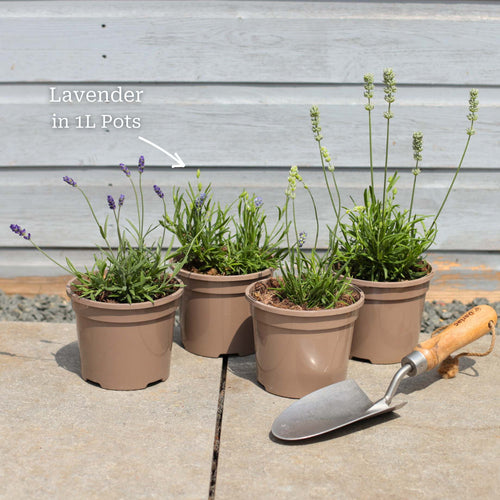 Ultimate Fragrant Lavender Collection Perennial Bedding