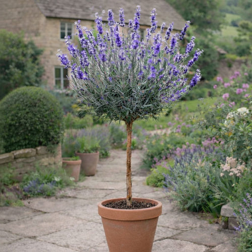 English Lavender Patio Tree | Lavendula 'Munstead' Perennial Bedding