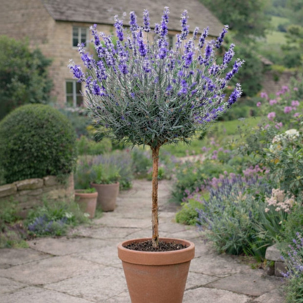 English Lavender Patio Tree | Lavendula 'Munstead' Perennial Bedding
