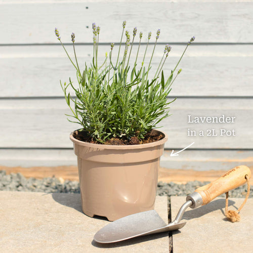 Lavender 'Hidcote Improved' Perennial Bedding
