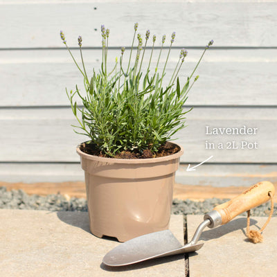 Lavender 'Hidcote Improved' Perennial Bedding