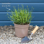 Lavender 'Hidcote Improved' Perennial Bedding