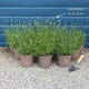 Lavender 'Hidcote Improved' Perennial Bedding