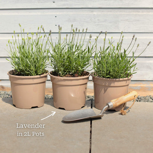 Lavender 'Hidcote Improved' Perennial Bedding