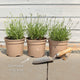Lavender 'Hidcote Improved' Perennial Bedding