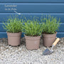 Lavender 'Hidcote Improved' Perennial Bedding