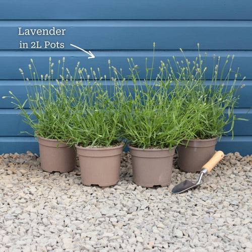 Lavender 'Hidcote Improved' Perennial Bedding