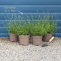 Lavender 'Hidcote Improved' Perennial Bedding