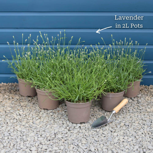 Lavender 'Hidcote Improved' Perennial Bedding