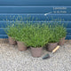 Lavender 'Hidcote Improved' Perennial Bedding