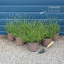 Lavender 'Hidcote Improved' Perennial Bedding