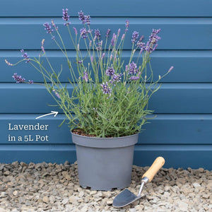 English Lavender 'Hidcote' | Lavandula angustifolia Perennial Bedding