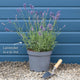 English Lavender 'Hidcote' | Lavandula angustifolia Perennial Bedding