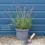 English Lavender 'Hidcote' | Lavandula angustifolia Perennial Bedding