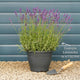Lavender 'Hidcote Improved' Perennial Bedding