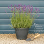 Lavender 'Hidcote Improved' Perennial Bedding