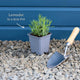 English Lavender 'Hidcote' | Lavandula angustifolia Perennial Bedding