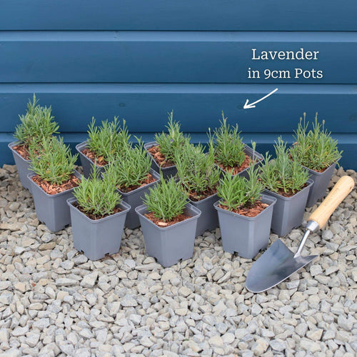 English Lavender 'Hidcote' | Lavandula angustifolia Perennial Bedding