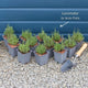 English Lavender 'Hidcote' | Lavandula angustifolia Perennial Bedding