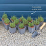 English Lavender 'Hidcote' | Lavandula angustifolia Perennial Bedding
