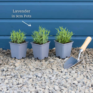 English Lavender | Lavandula angustifolia Perennial Bedding