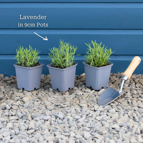English Lavender | Lavandula angustifolia Perennial Bedding