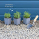 English Lavender | Lavandula angustifolia Perennial Bedding