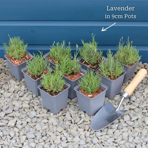 English Lavender 'Hidcote' | Lavandula angustifolia Perennial Bedding