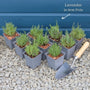 English Lavender 'Hidcote' | Lavandula angustifolia Perennial Bedding