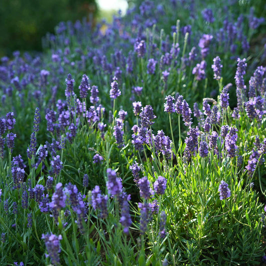 Lavender 'Blue Spear' Perennial Bedding